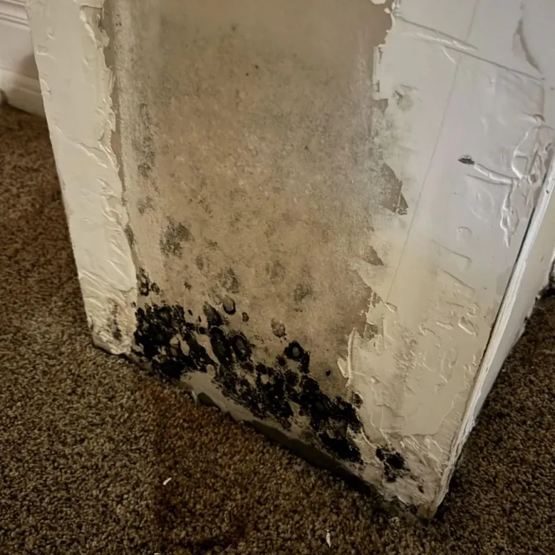 Professional Mold Removal in La Vernia, TX